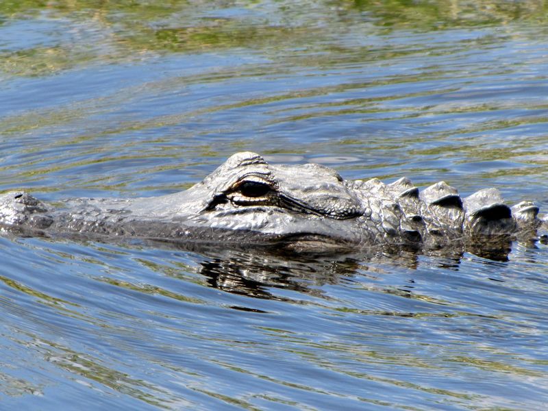 An alligator seen from an Everglades airboat